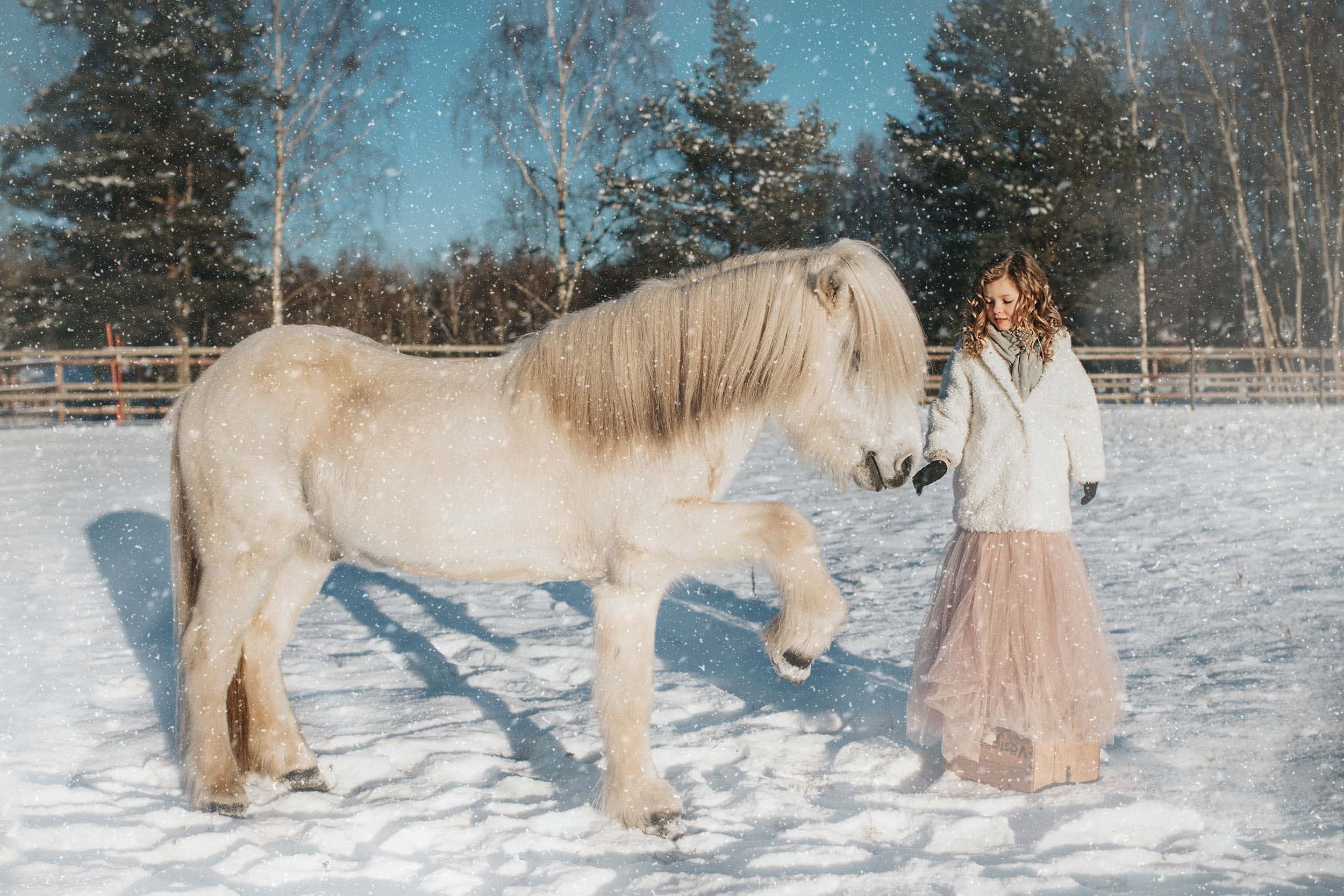 Vit islandshäst hälsar på flicka i prinsesskjol i snön