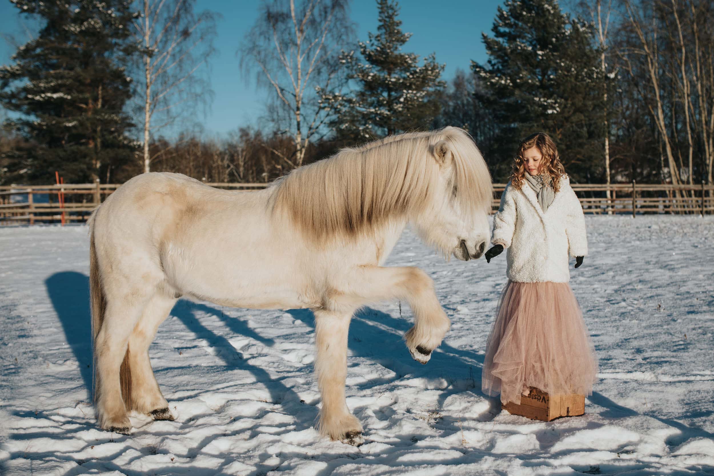Vit islandshäst hälsar på flicka i prinsesskjol i snön