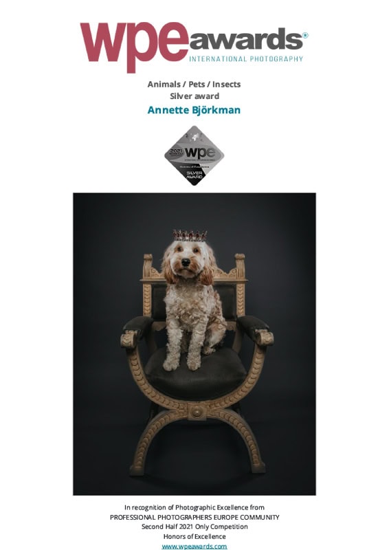 Hund med krona på en tron, vinnare av Silver Award i WPE Awards för fotografi.