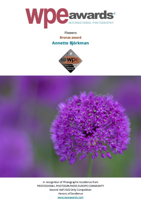 Lila blomma i fokus, prisbelönt fotografi av Annette Björkman.